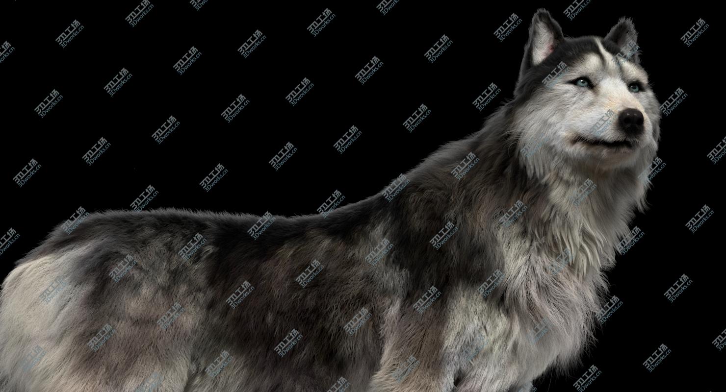 images/goods_img/202104021/3D Siberian Husky (Rigged) (Fur) model/4.jpg